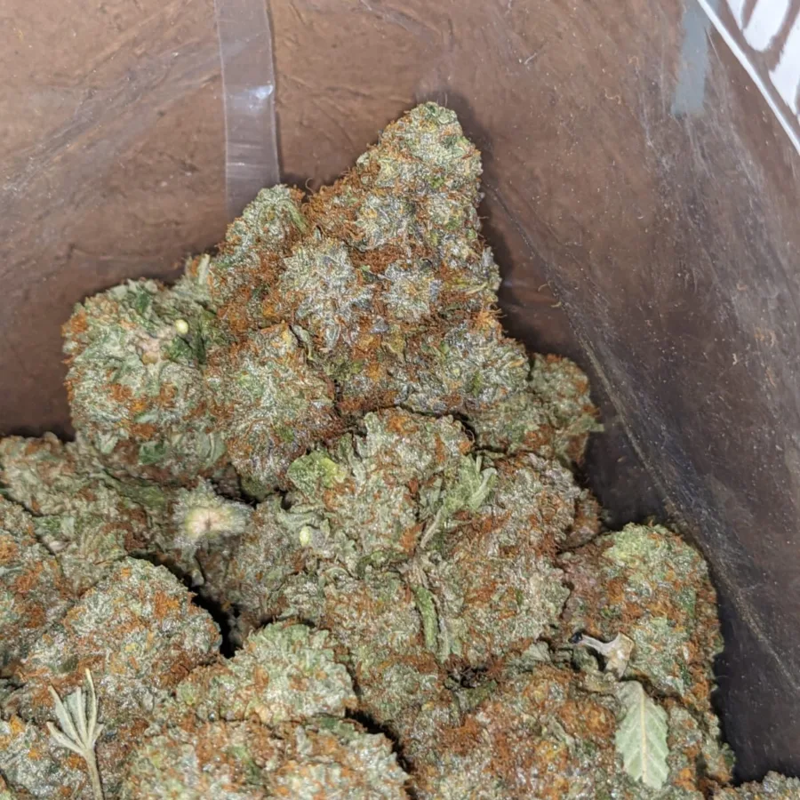 Platinum Blackberry - Image 4