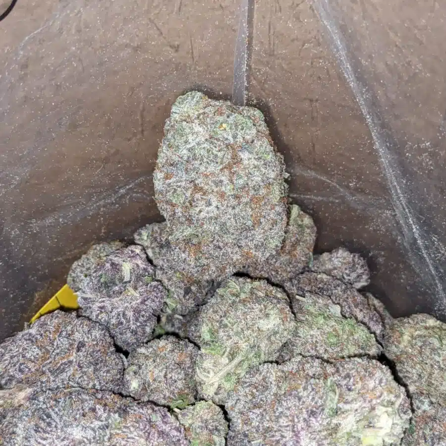 Purple God 2 1 I Purple God
