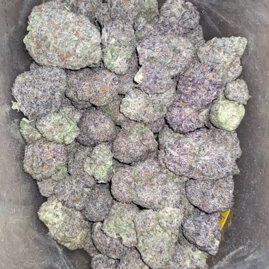Purple God 4 I Purple God