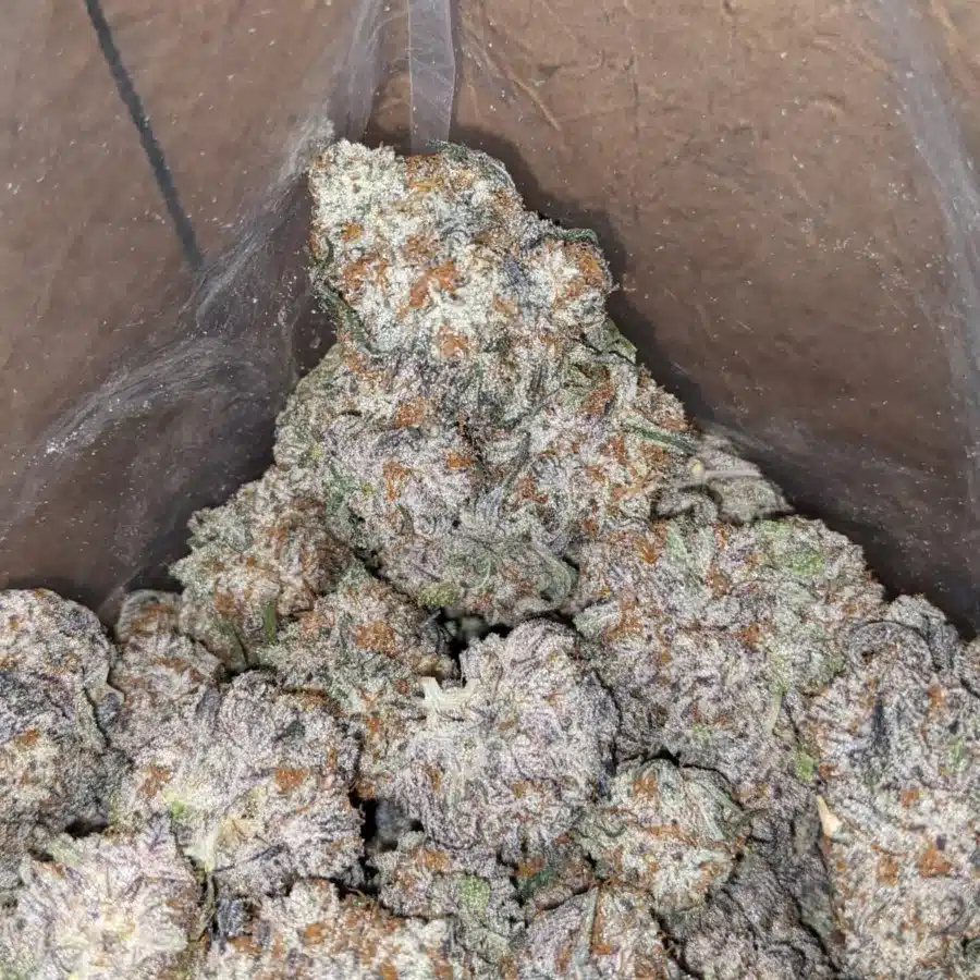 Purple punch 3 1 I Purple Punch