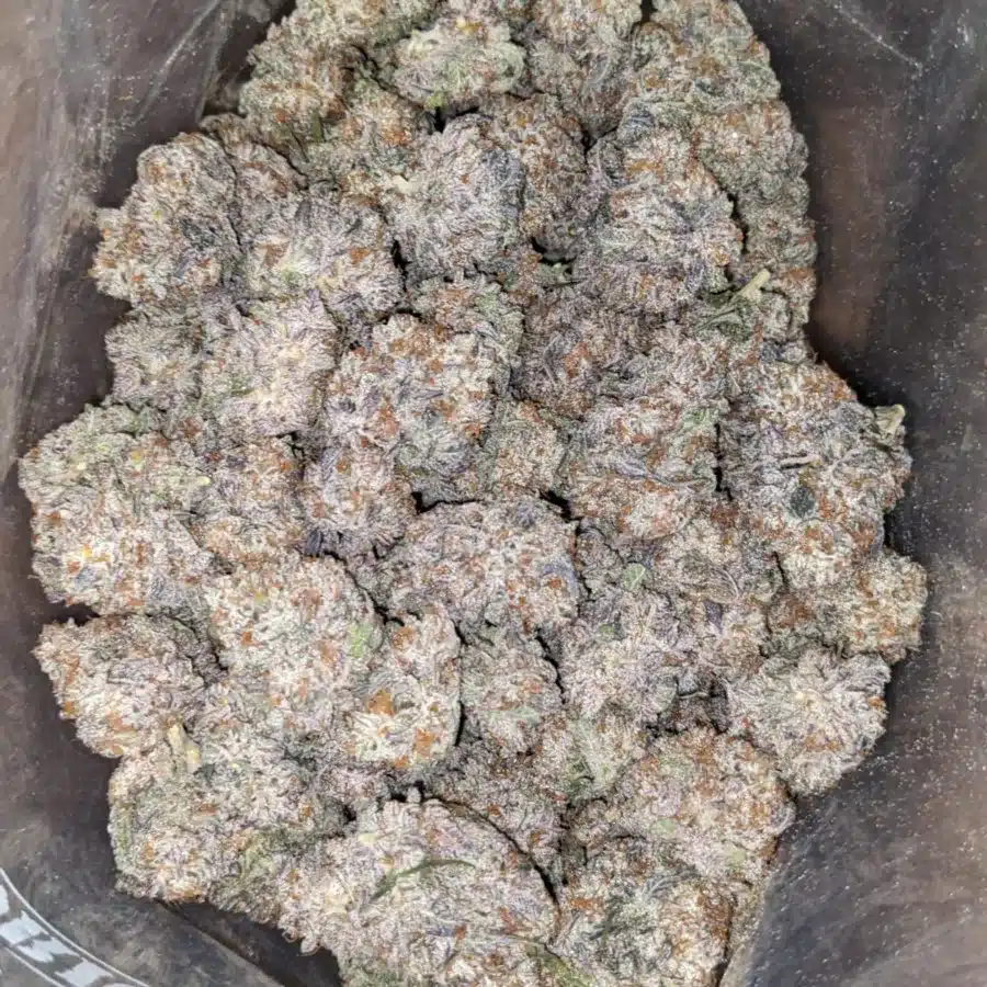 Purple punch 4 I Purple Punch