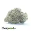 $ 52 Oz - Sugar Cookies