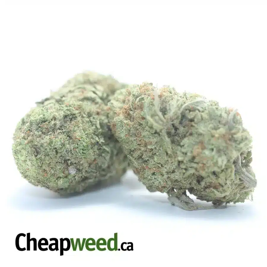 SHERBERT 3 I Sherbet