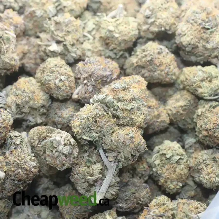 SKUNKBERRY 4 1 I $ 49 Oz - Skunkberry