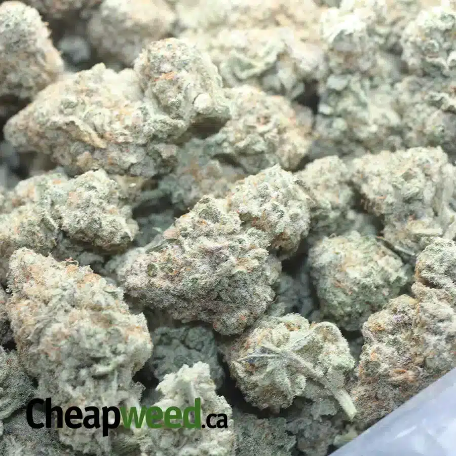 STARDAWG 1 I Stardawg