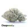 Stardawg