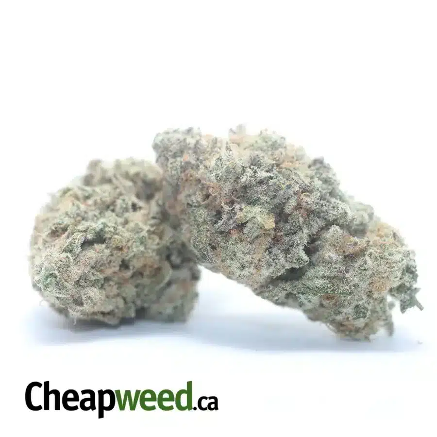 STARDAWG 3 I Stardawg