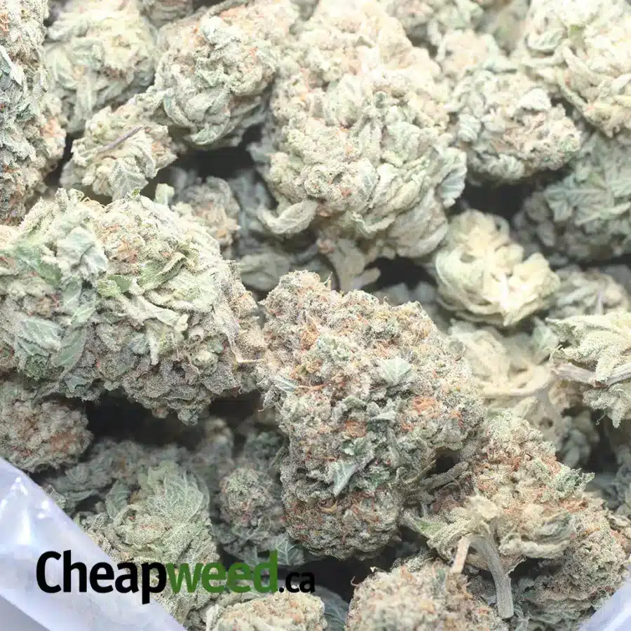 SUPER LEMON HAZE 1 I Super Lemon Haze