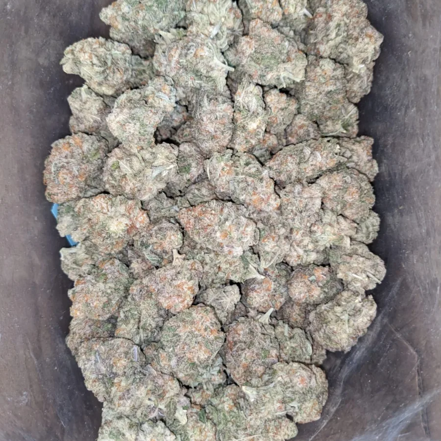 Stardawg - Image 5