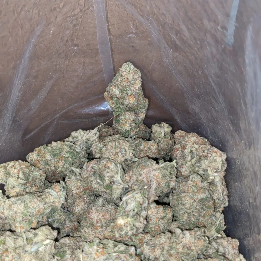 Stardawg - Image 4
