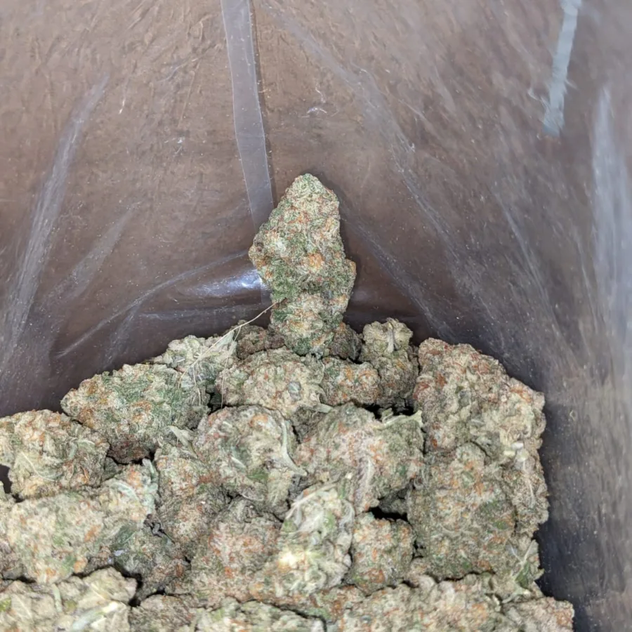 Stardawg - Image 3
