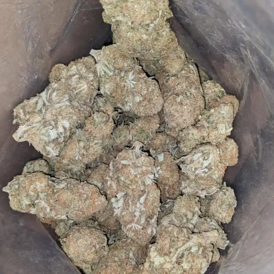 Sugar Cookies