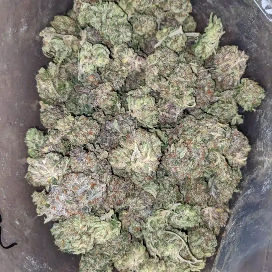 puprle afghtani kush 1 I Purple Afghani Bullrider