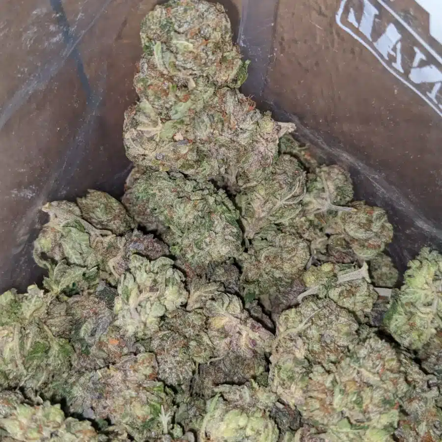 puprle afghtani kush 2 I Purple Afghani Bullrider