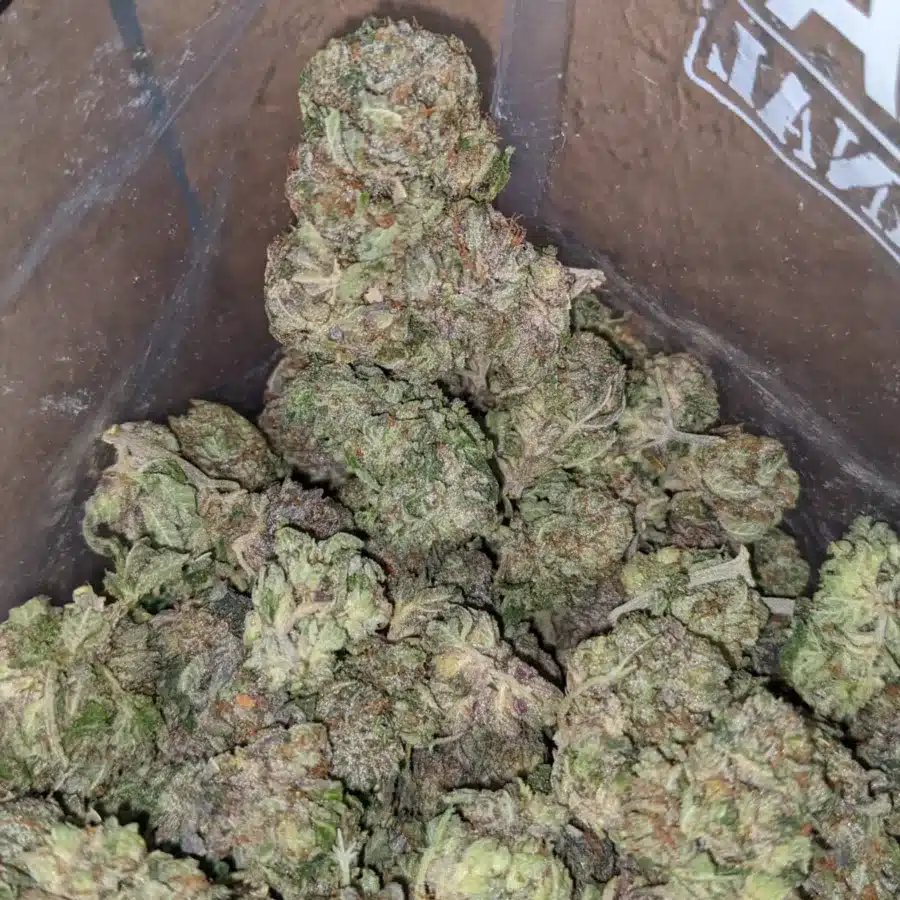 puprle afghtani kush 3 I Purple Afghani Bullrider