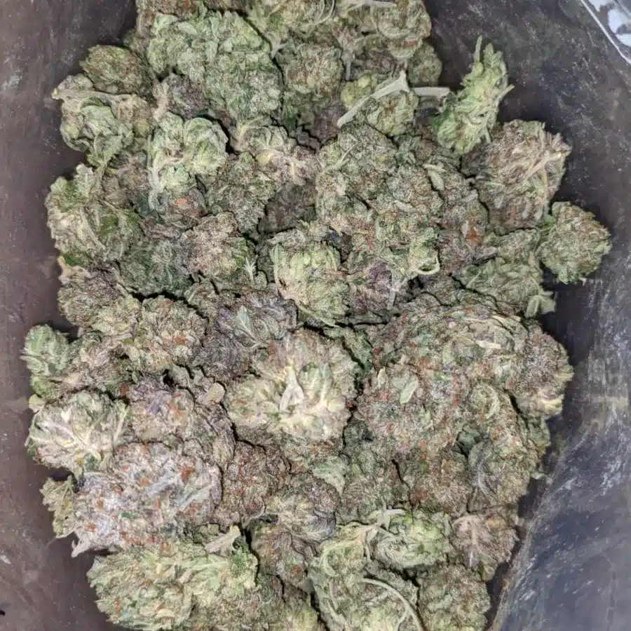 puprle afghtani kush 4 I Purple Afghani Bullrider