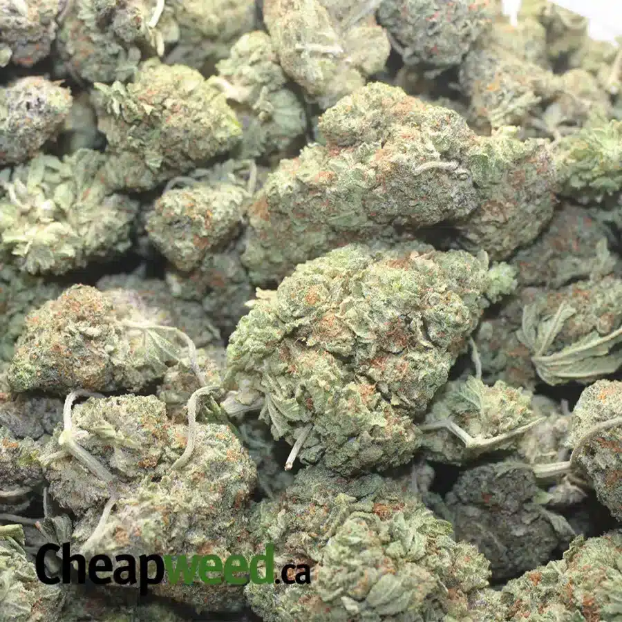 AFGHAN 1 I Afghan Kush