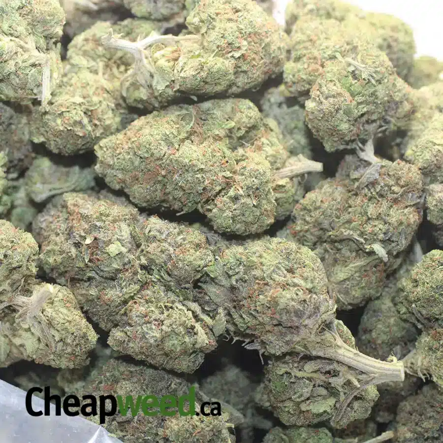 AFGHANI BULLRIDER 1 I $ 65 Oz - Afghani Bullrider