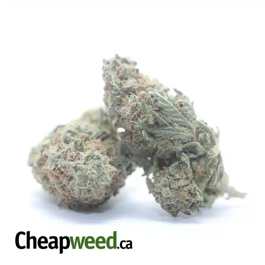 ANIMAL CRACKER FLAT 3 I $46 Oz - Animal Crackers (Scrappy)
