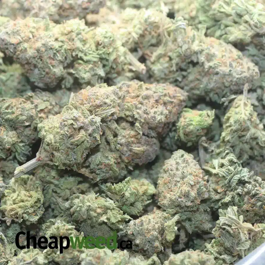 ANIMAL CRACKER FLAT 4 I $46 Oz - Animal Crackers (Scrappy)