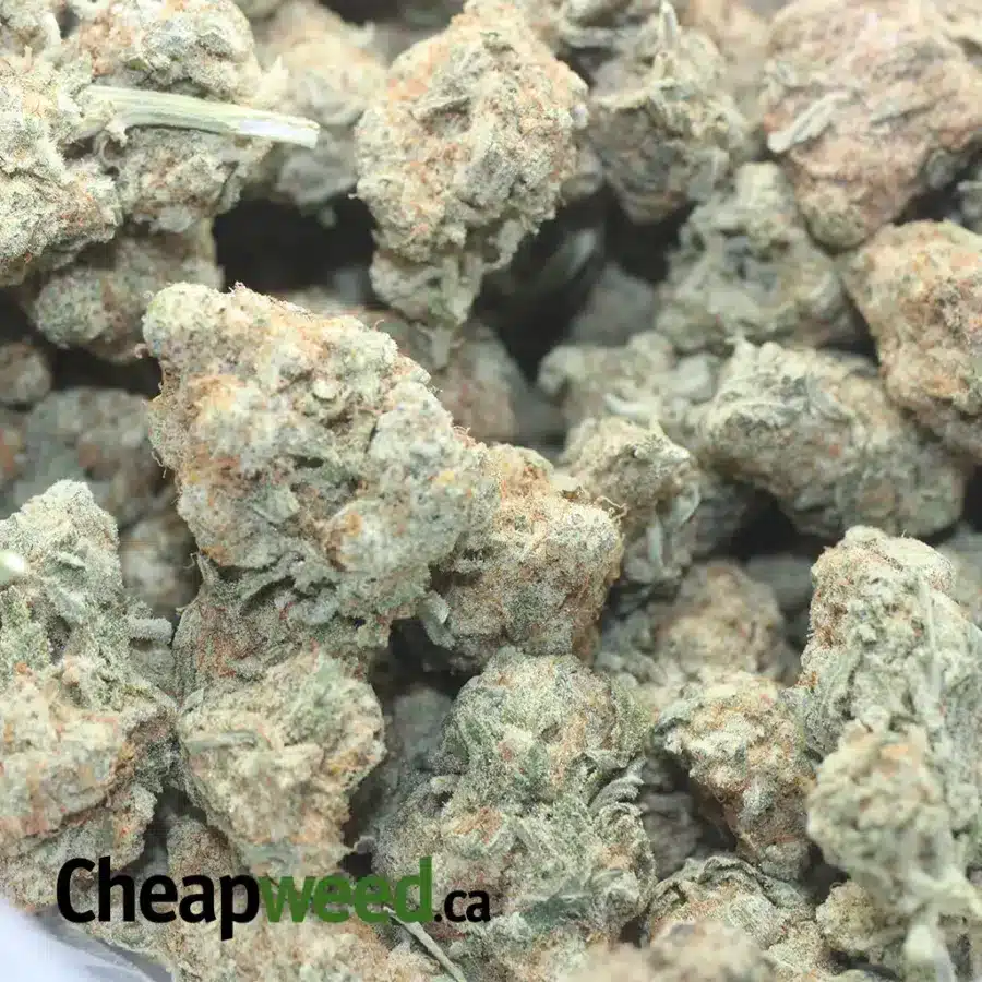 ANIMAL FACE 2 I $ 43 Oz - Animal Face