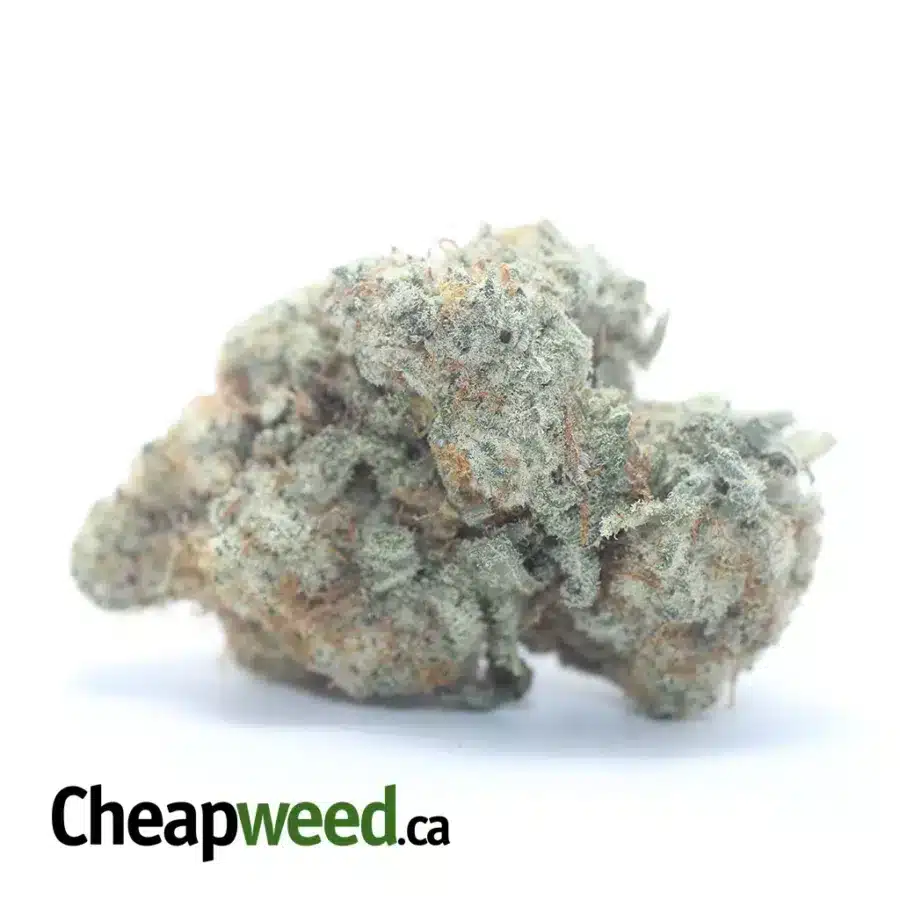 $ 43 Oz - Animal Face