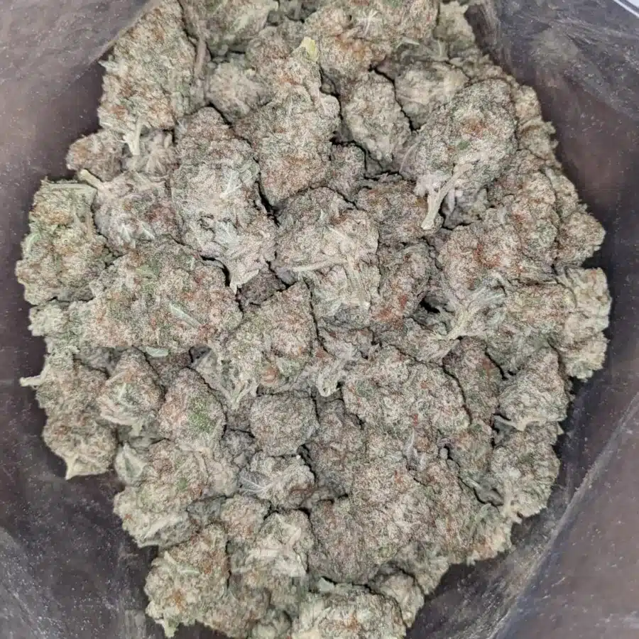 Animal face 2 1 I $ 46 Oz - Animal Face
