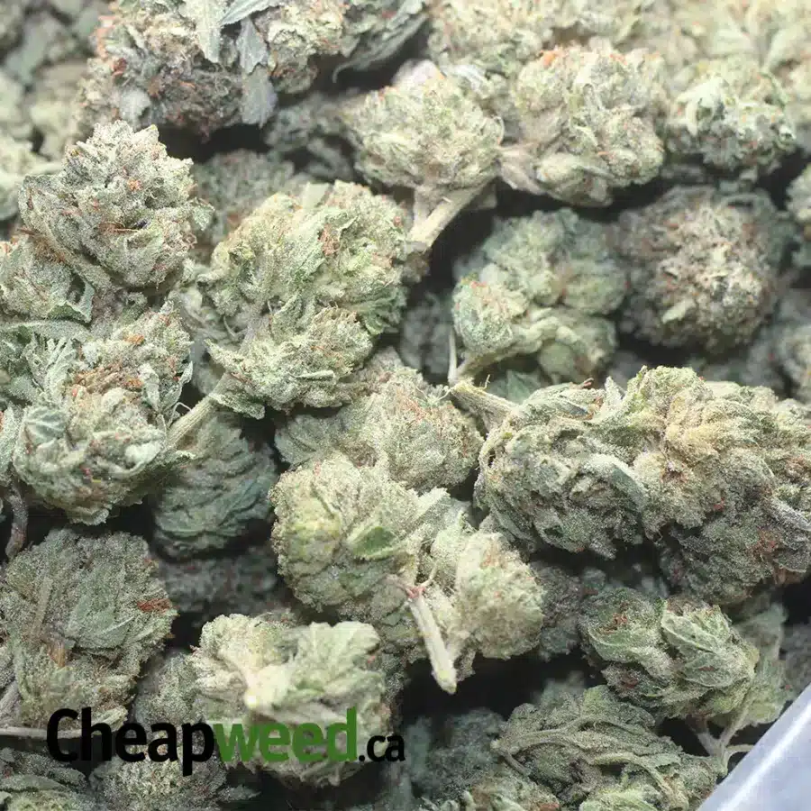 BUBBA KUSH 1 I $ 52 Oz - Bubba Kush