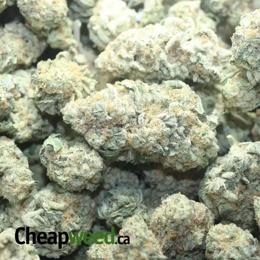 CHEM DE LA CHEM 1 I Chem De La Chem