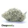 Chem De La Chem