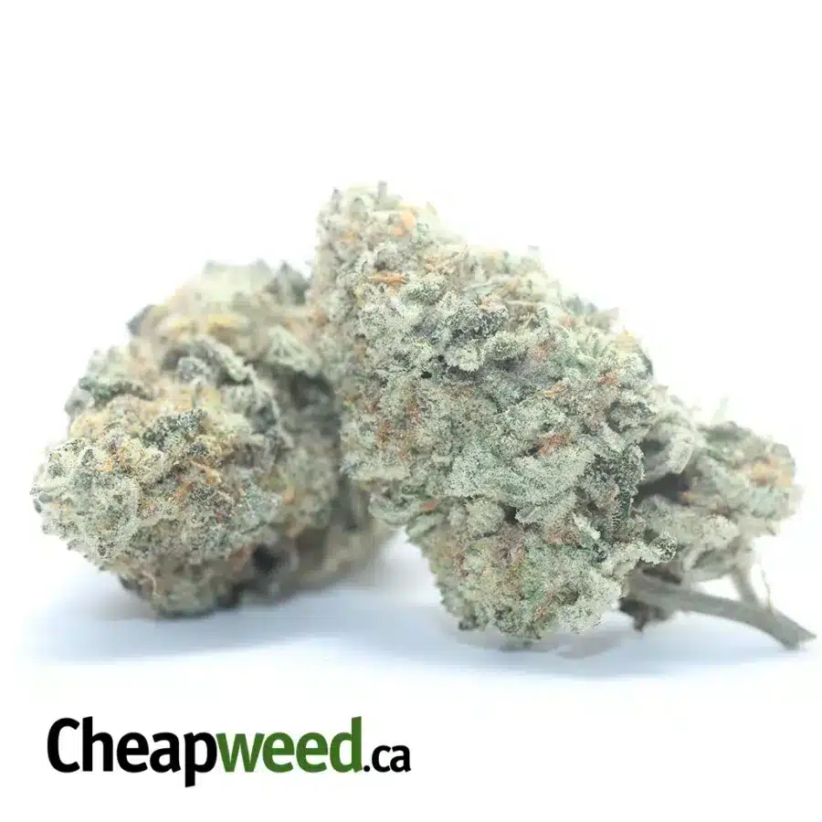CHEM DE LA CHEM 3 I Chem De La Chem