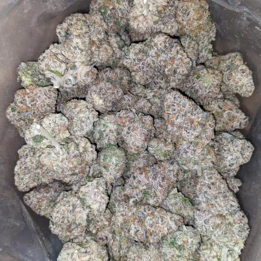 Candyland 1 1 I Candyland