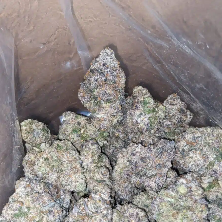 Candyland 1 I Candyland