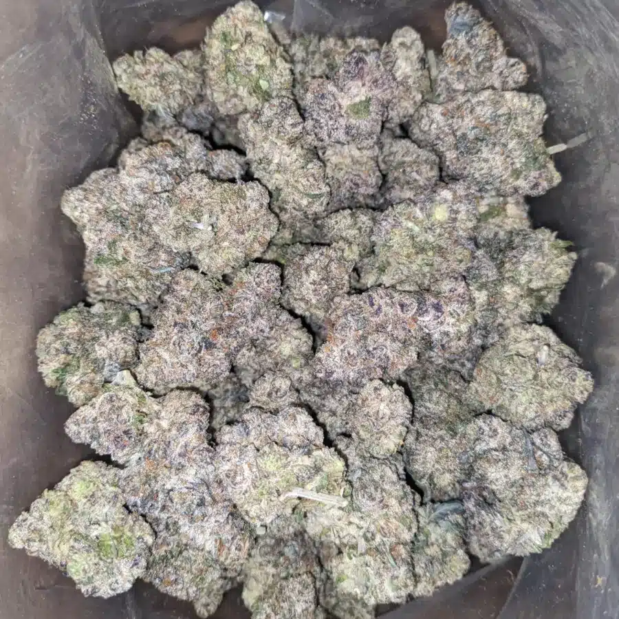 Candyland 2 I Candyland