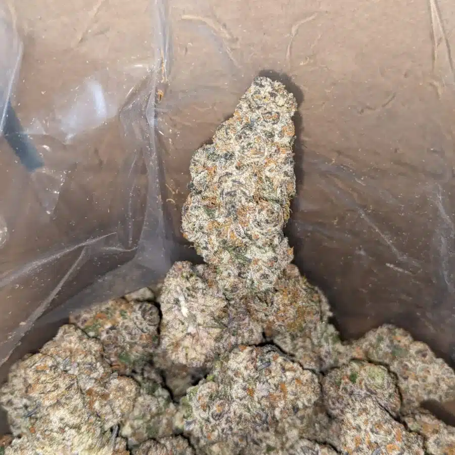 Candyland 4 1 I Candyland