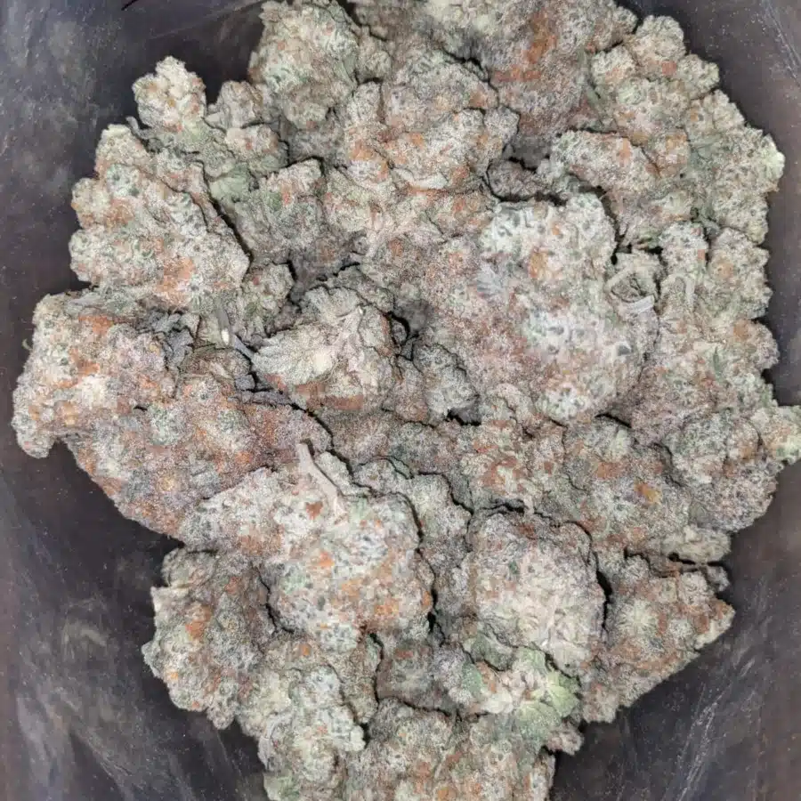 Cereal Milk
