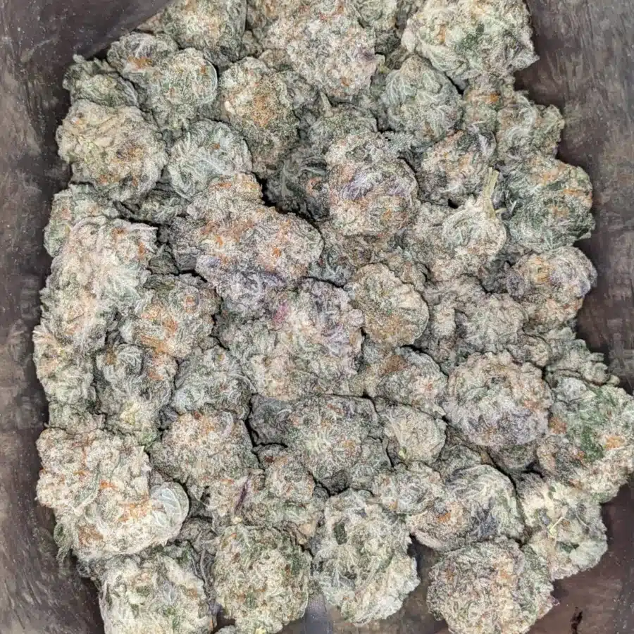 Cherry Goblin 2 I Cherry Goblin