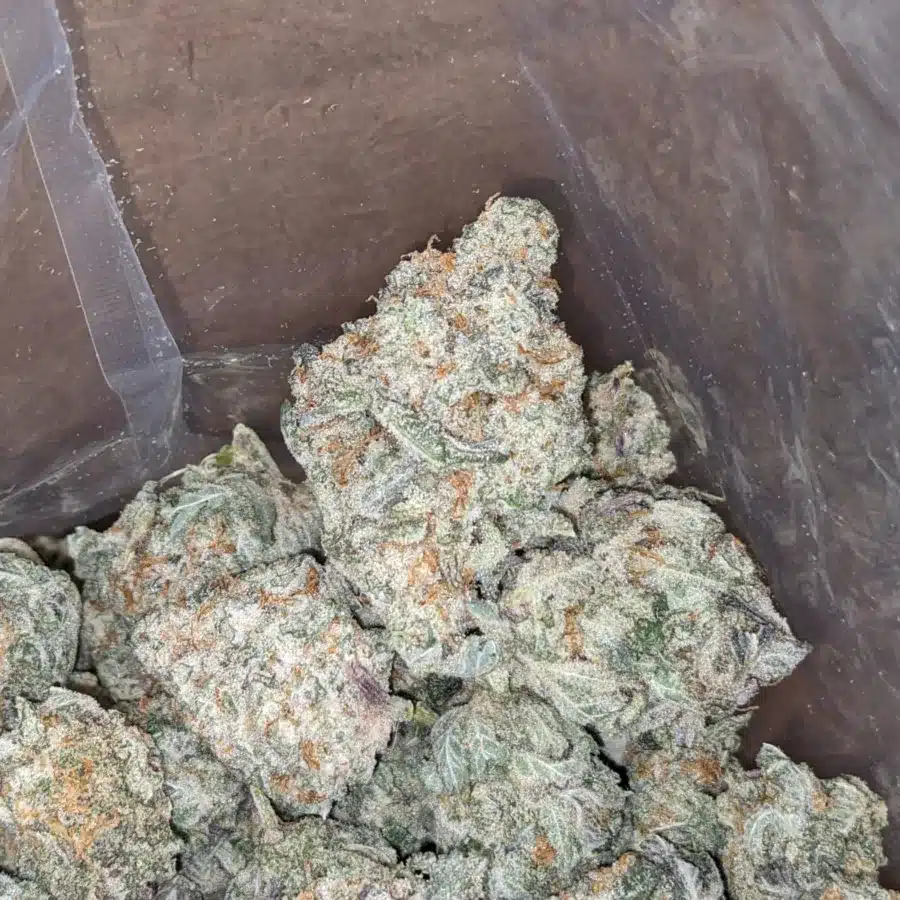 Cherry Goblin 3 I Cherry Goblin
