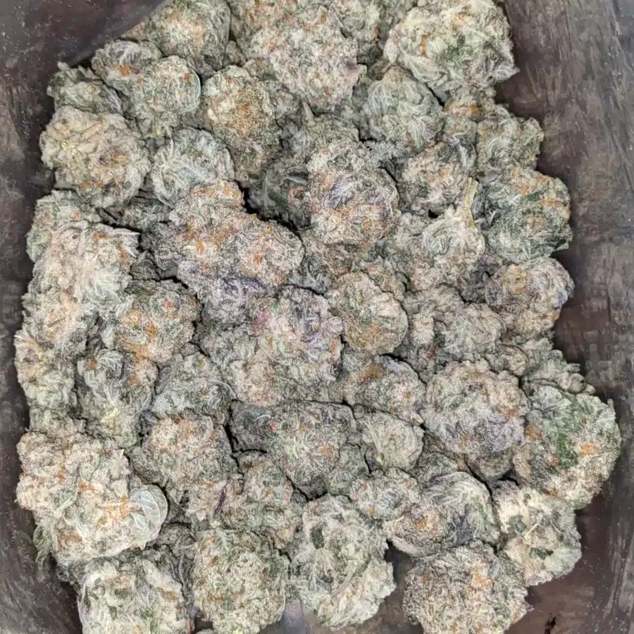 Cherry Goblin 4 I Cherry Goblin