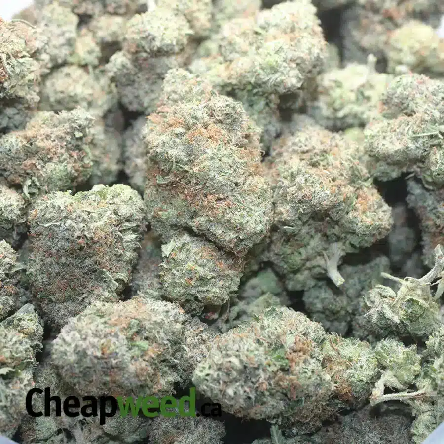 DEATH BUBBA X MASTER KUSH 1 1 I Death Bubba x Master Kush