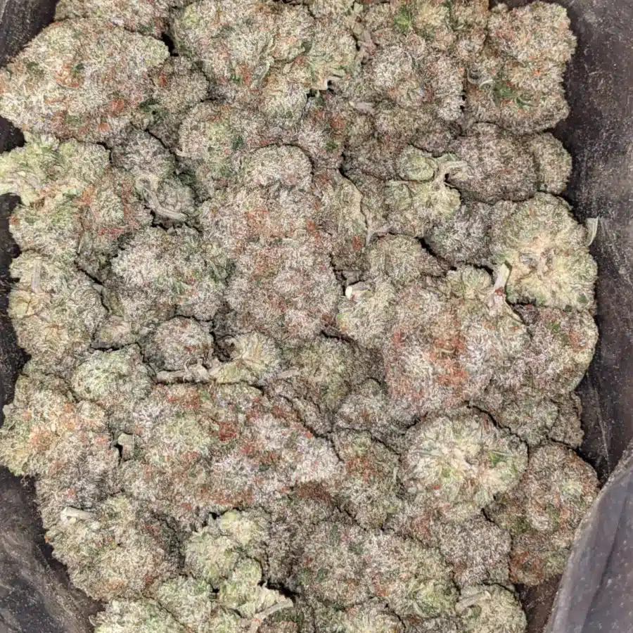 Death Bubba x master kush 1 I Death Bubba x Master Kush