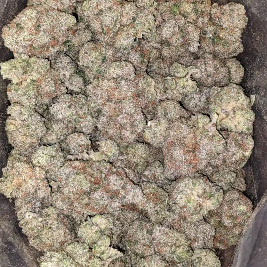 Death Bubba x master kush 2 I Death Bubba x Master Kush