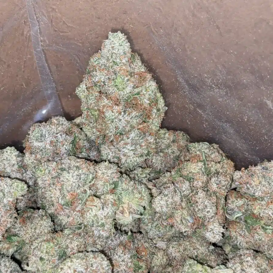 Death Bubba x master kush 4 I Death Bubba x Master Kush