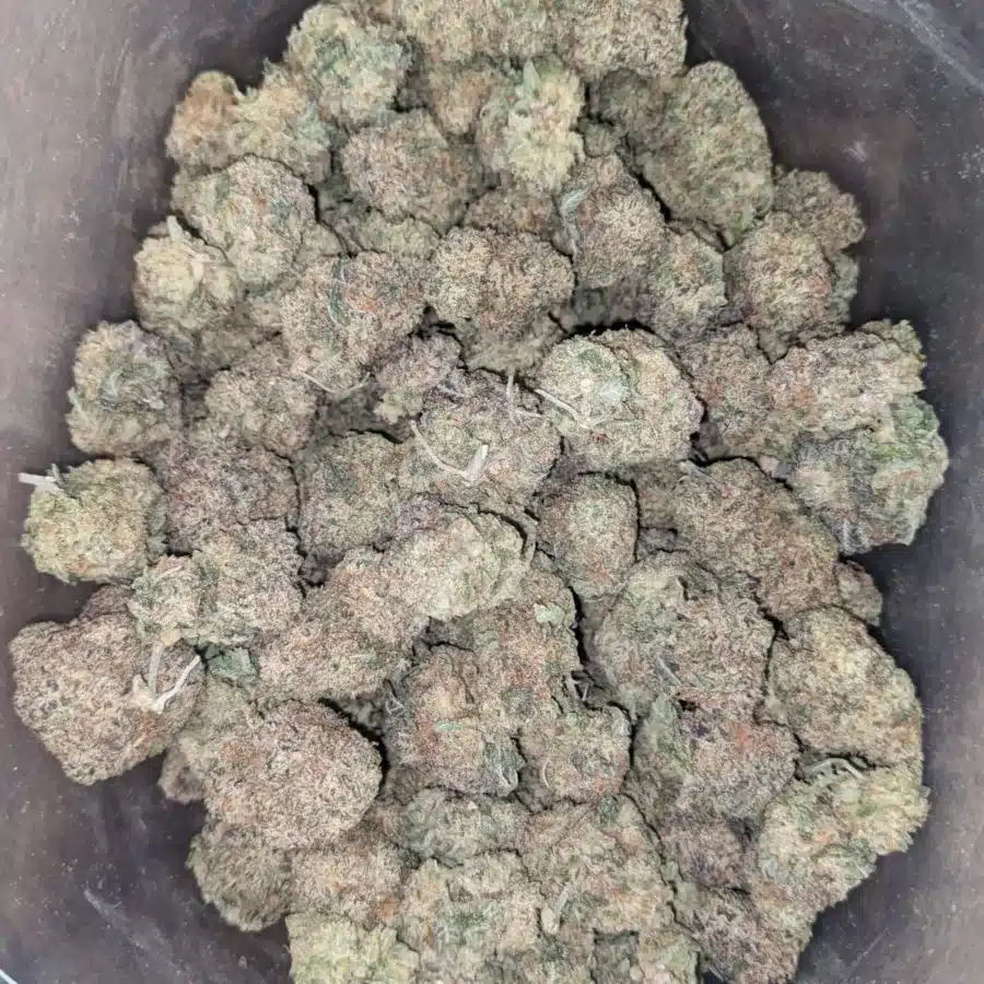 Donkey Butter 3 1 I Donkey Butter