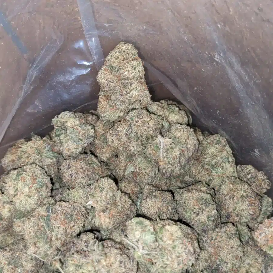 Donkey Butter 4 I Donkey Butter