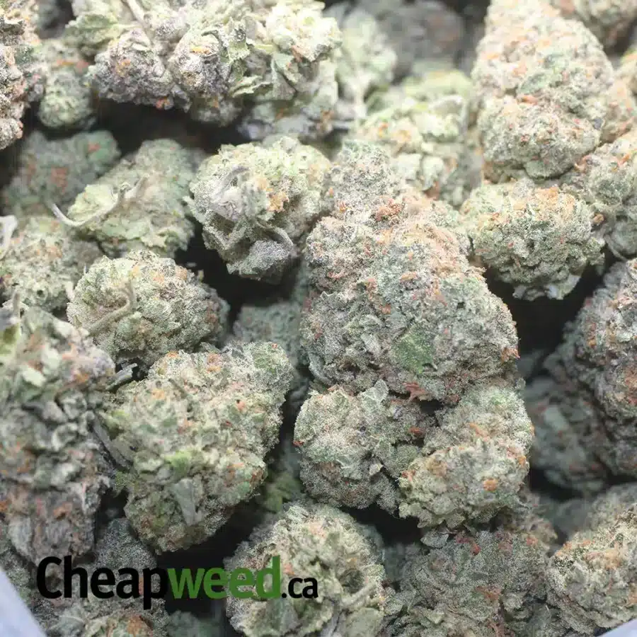 FRUIT PUNCH 1 I Fruit Punch