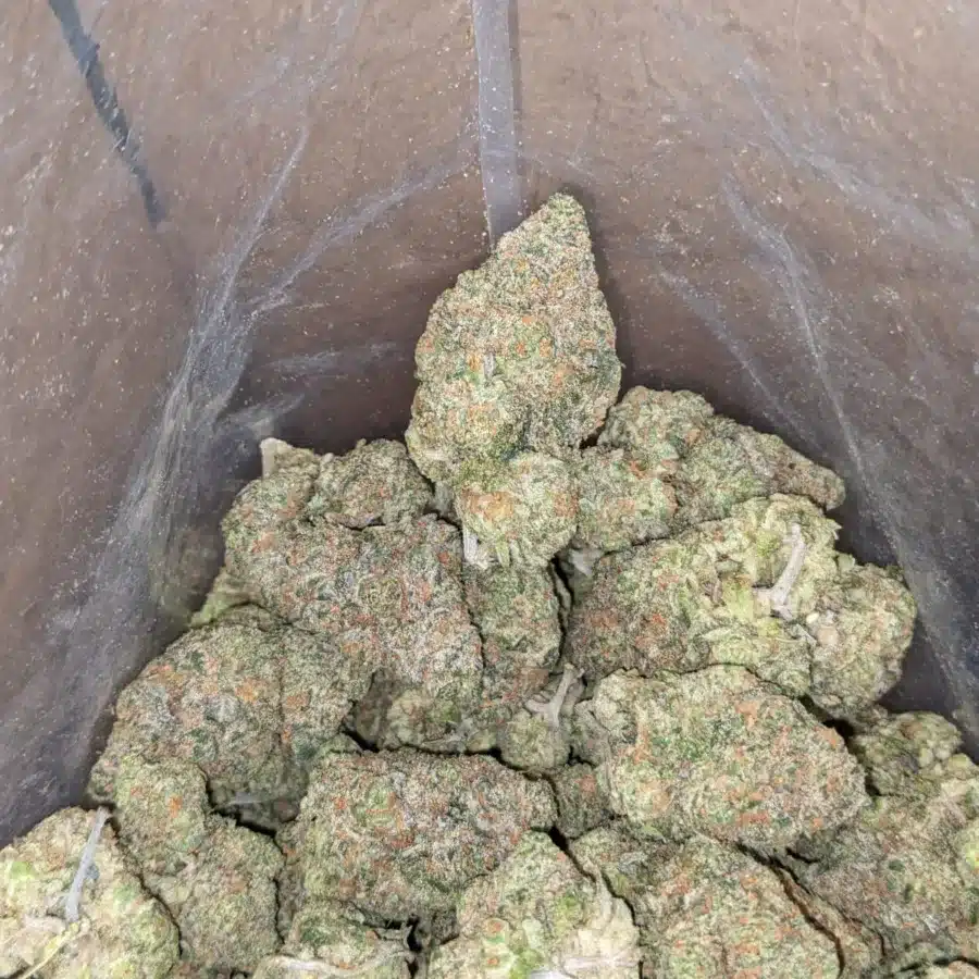 Fruit Punch 1 1 I Fruit Punch