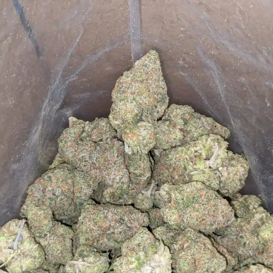 Fruit Punch 2 1 I Fruit Punch
