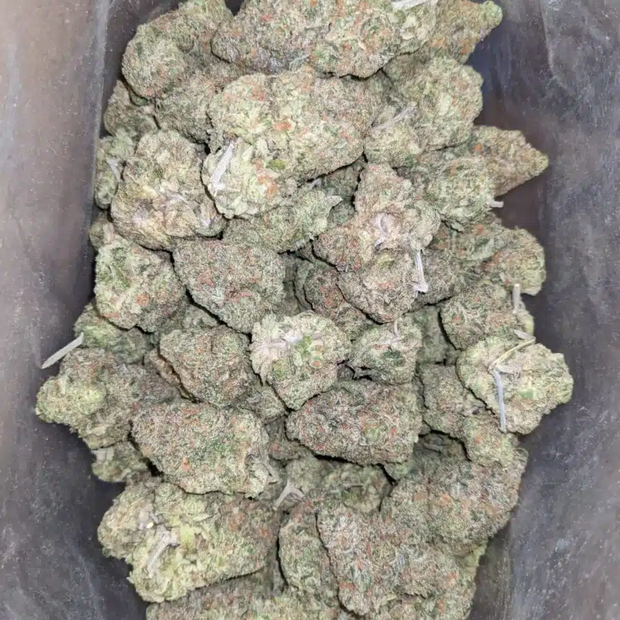 Alternative view of Fruit Punch