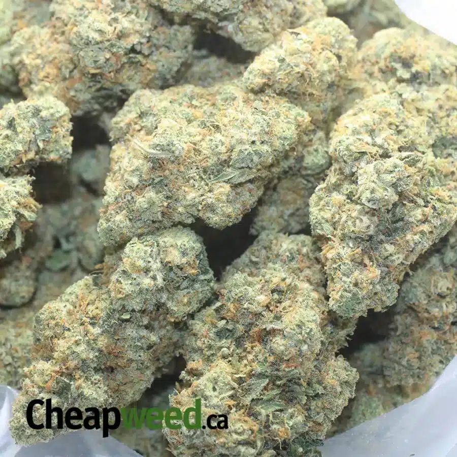 HAWAIIAN MAYAN GOLD 1 I $ 82 Oz - Hawaiian Mayan Gold
